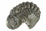 Long Curled Austerops Trilobite - Morocco #252774-1
